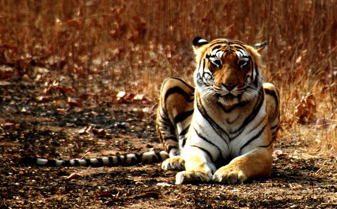 Maharashtra Wildlife Tour Package